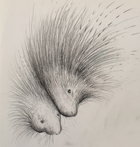 Two porcupines